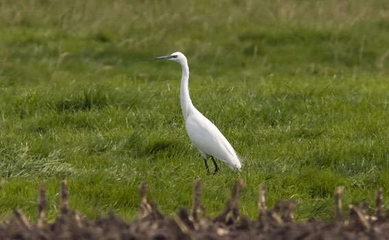 Kleinezilverreiger220908B